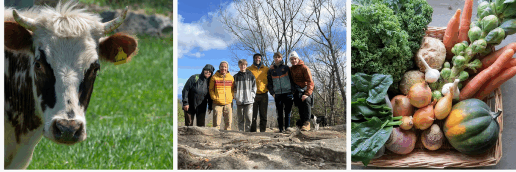 Brookford Farm (1) A cow, a family and winter vegetables