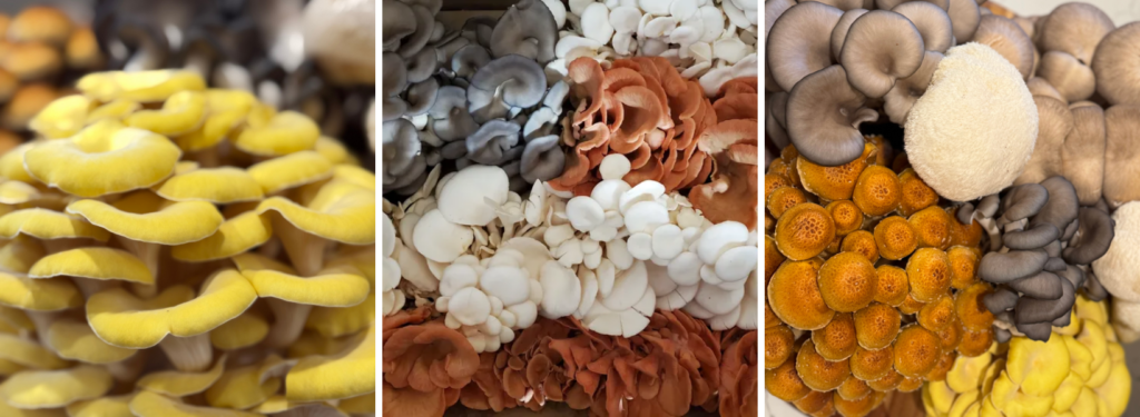 joyberry (1) Pictures of mushroom varieties