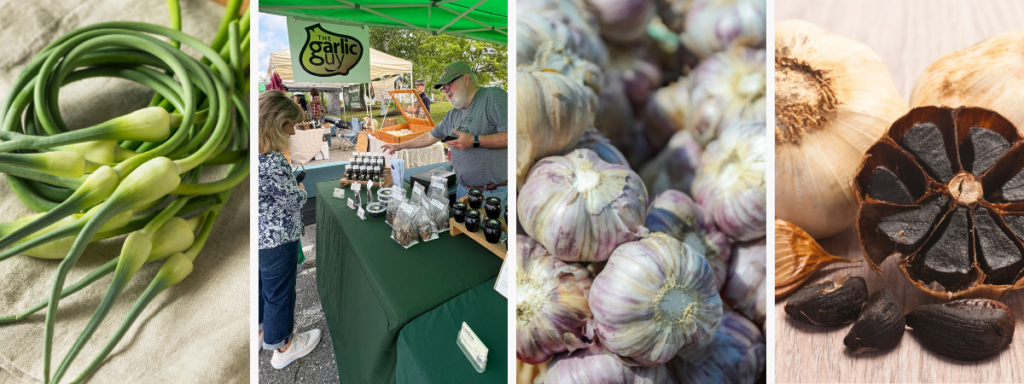 Lindon (2) Garlic varieties from Lindon Garlic Farm